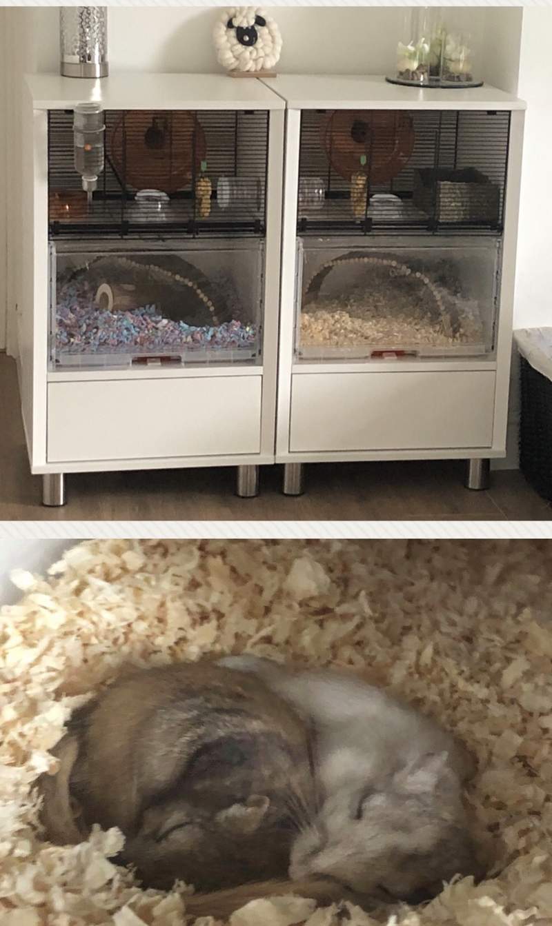 Our two gerbils, Ty and Caleb, in their two Omlet cages.