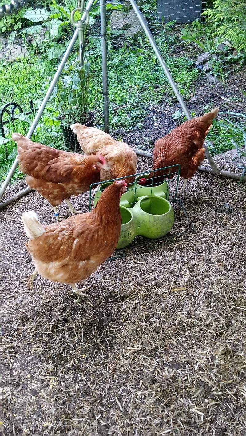 4 glückliche hühner, die alle ohne streit füttern können - esme aggie mags und gythia 