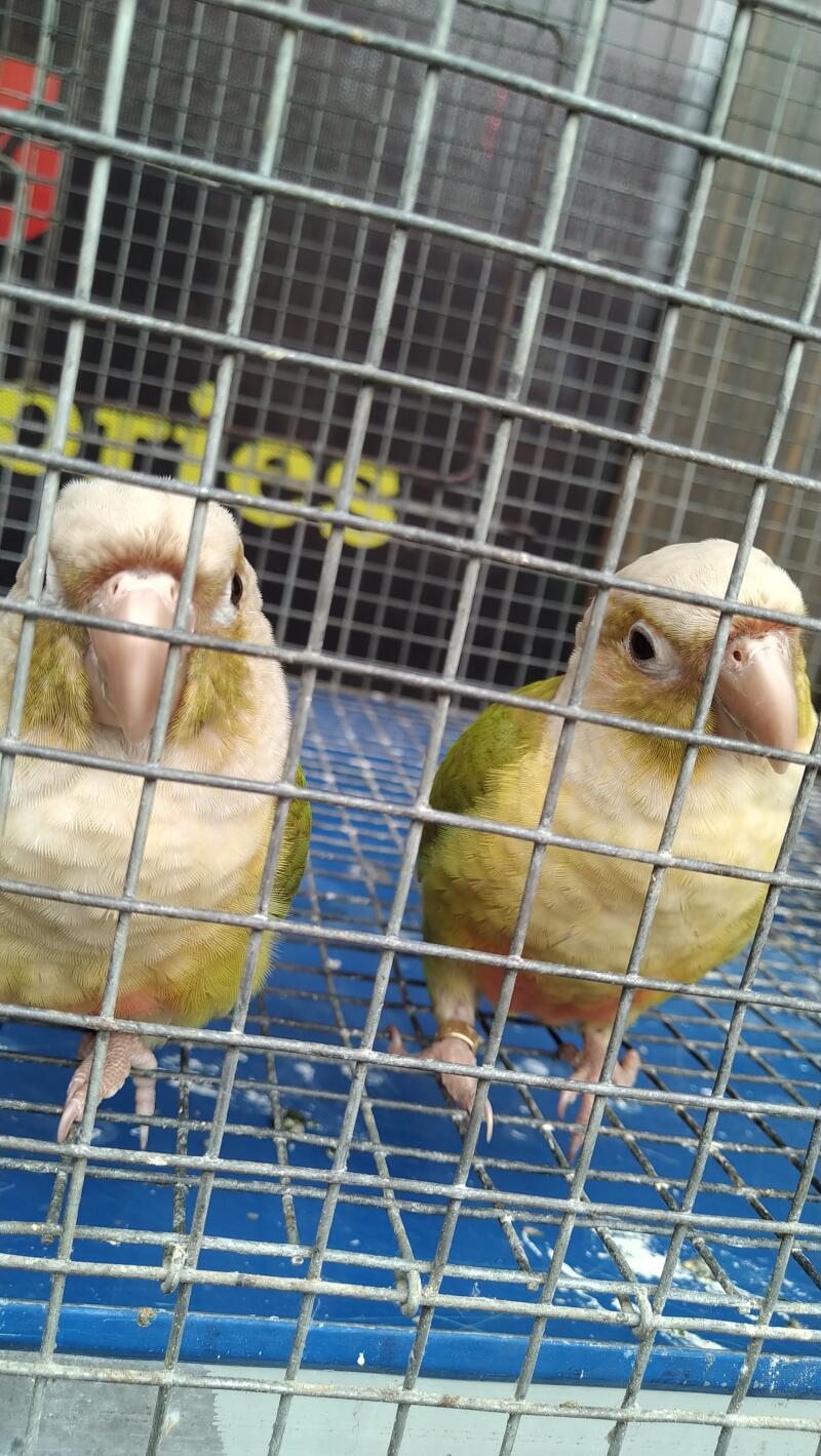 two yellow parrots inside a cage