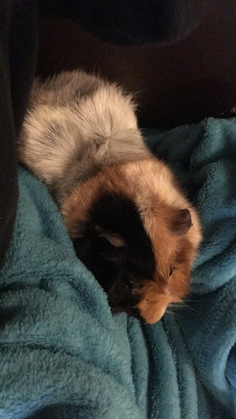 a black and brown guinea pig sat on a blanket