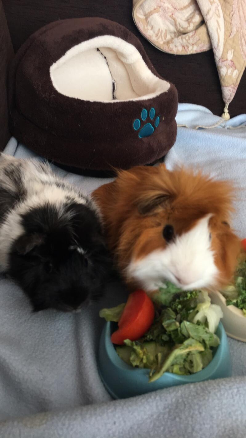 two brown black and white abyssinian guinea pigs eating vegetables from a bowl