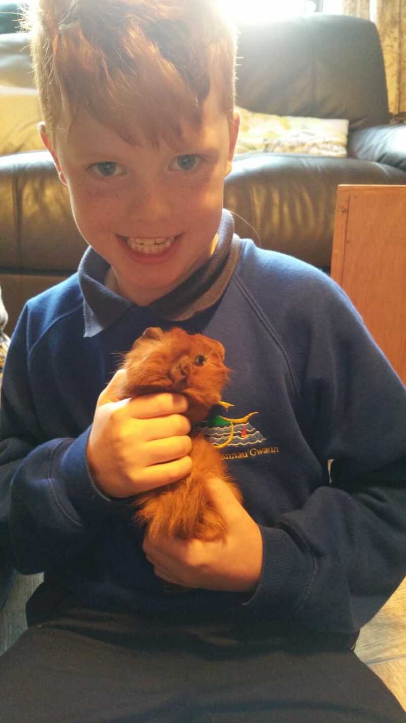 A little boy holding a abyssinan guinea pig.
