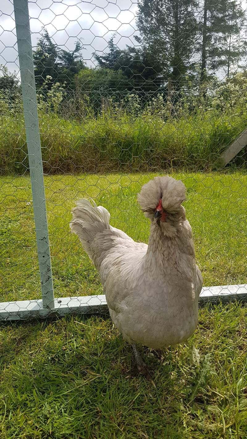 araucana chicken with pale feathers sat on a lawn
