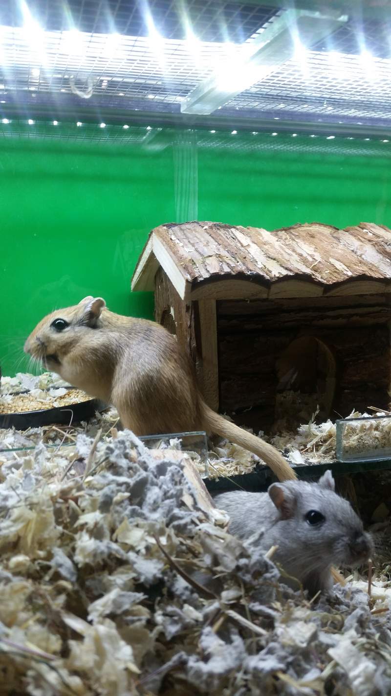 Myszoskoczek z domkiem 