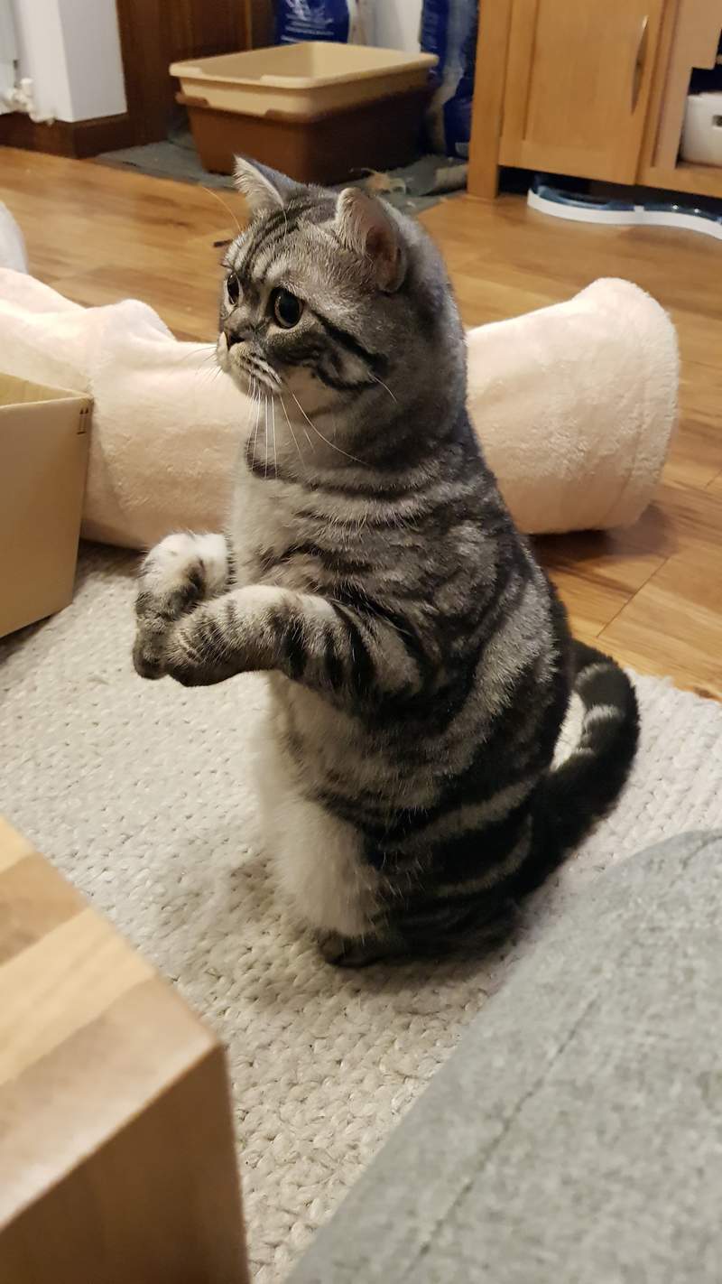 a small British shorthair tabby cat stood on its hind leg in a living room