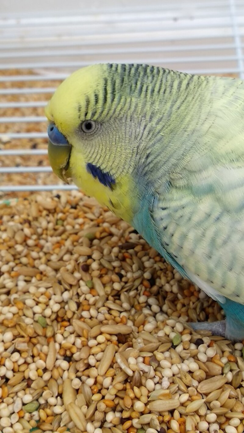 Budgie eating seed in cage