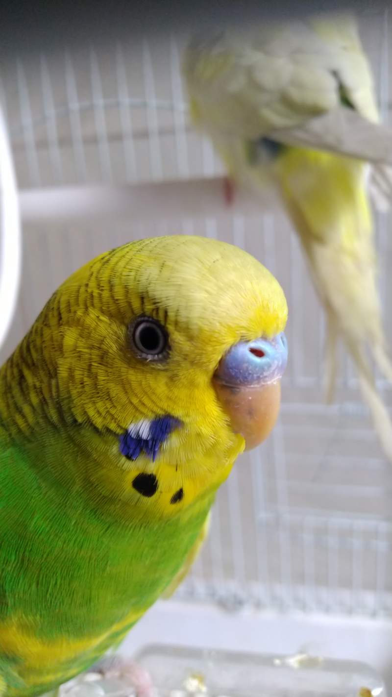 a green and yellow budgie stood in a cage