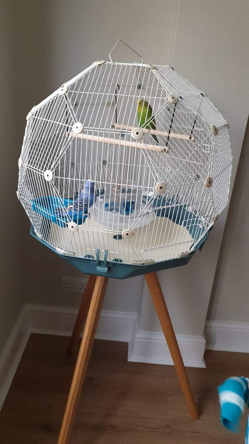 a geo bird budgie cage in a living room on a tall stand with two birds inside