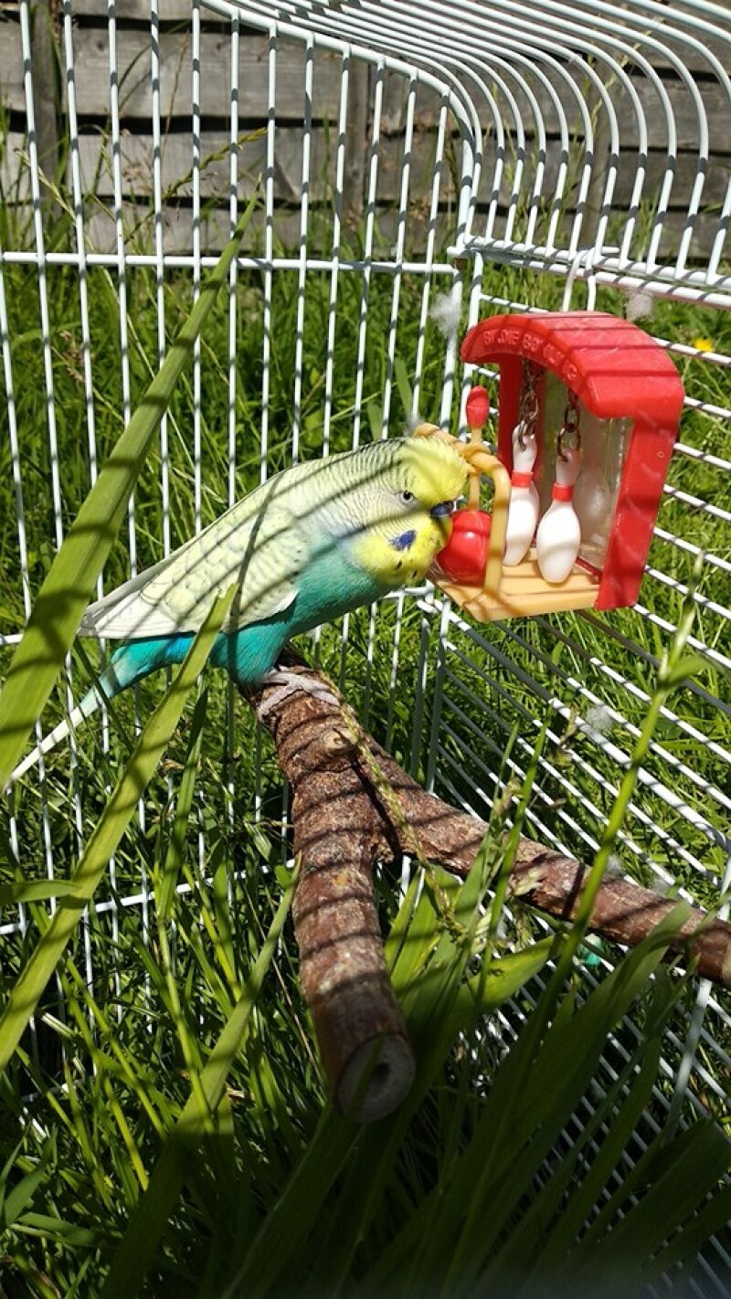 Budgie on tree branch in cage