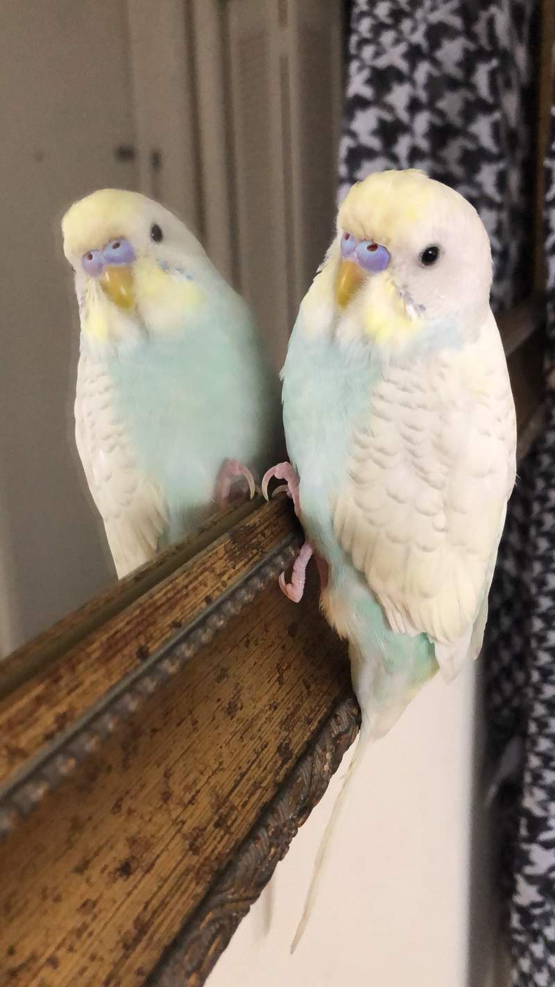 a while budgie with a blue and yellow nose stood next to a mirror