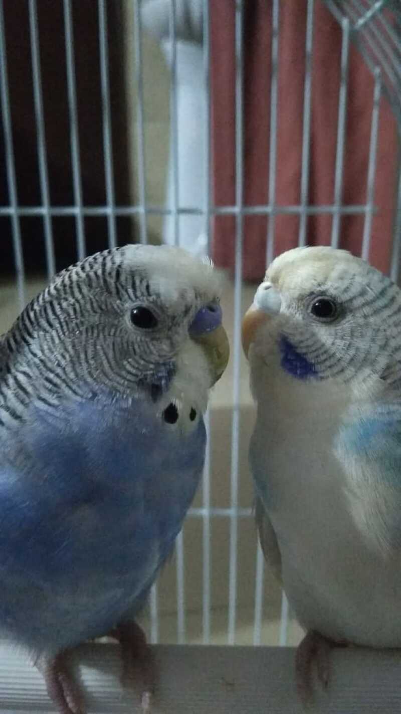 Two budgies sitting in a bird cage together.