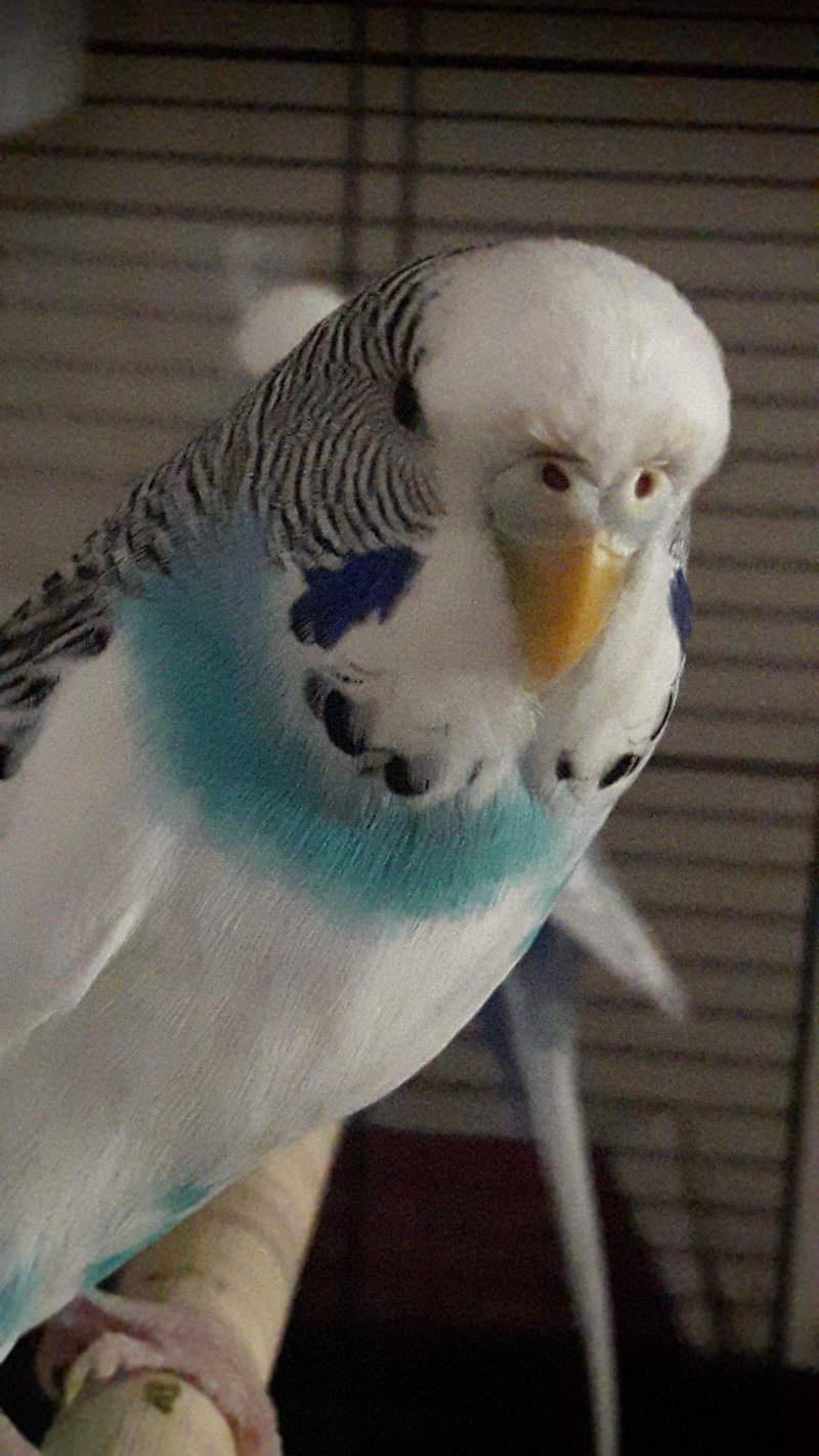 Close up of Budgie
