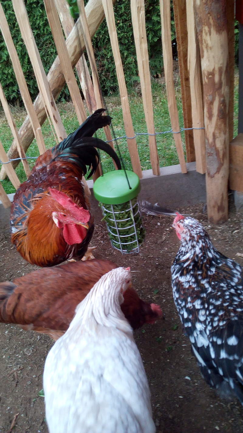 Kurczaki zgromadzone wokół stojaka na smakołyki Caddi 