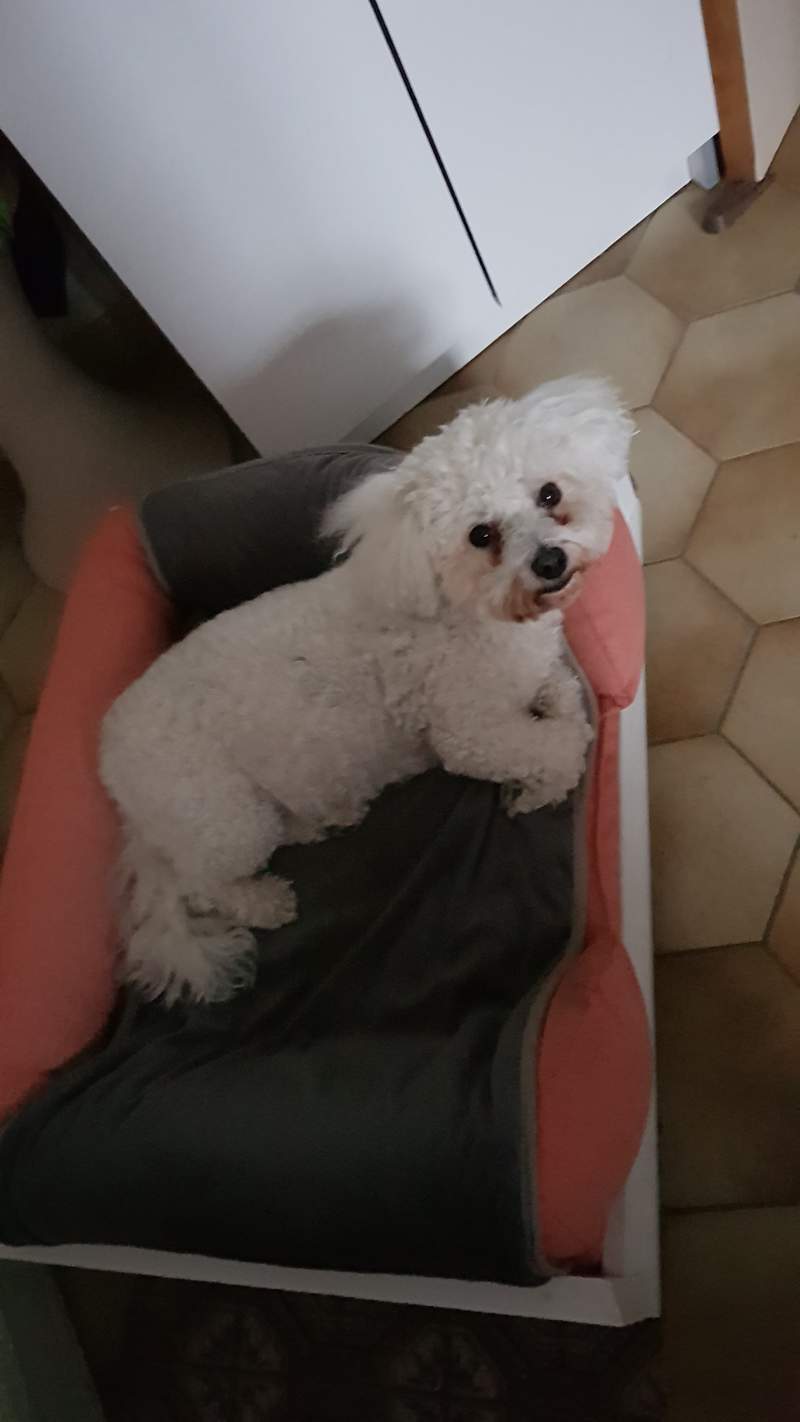 Perro pequeño blanco en una cama de espuma de memoria rosa con una manta gris