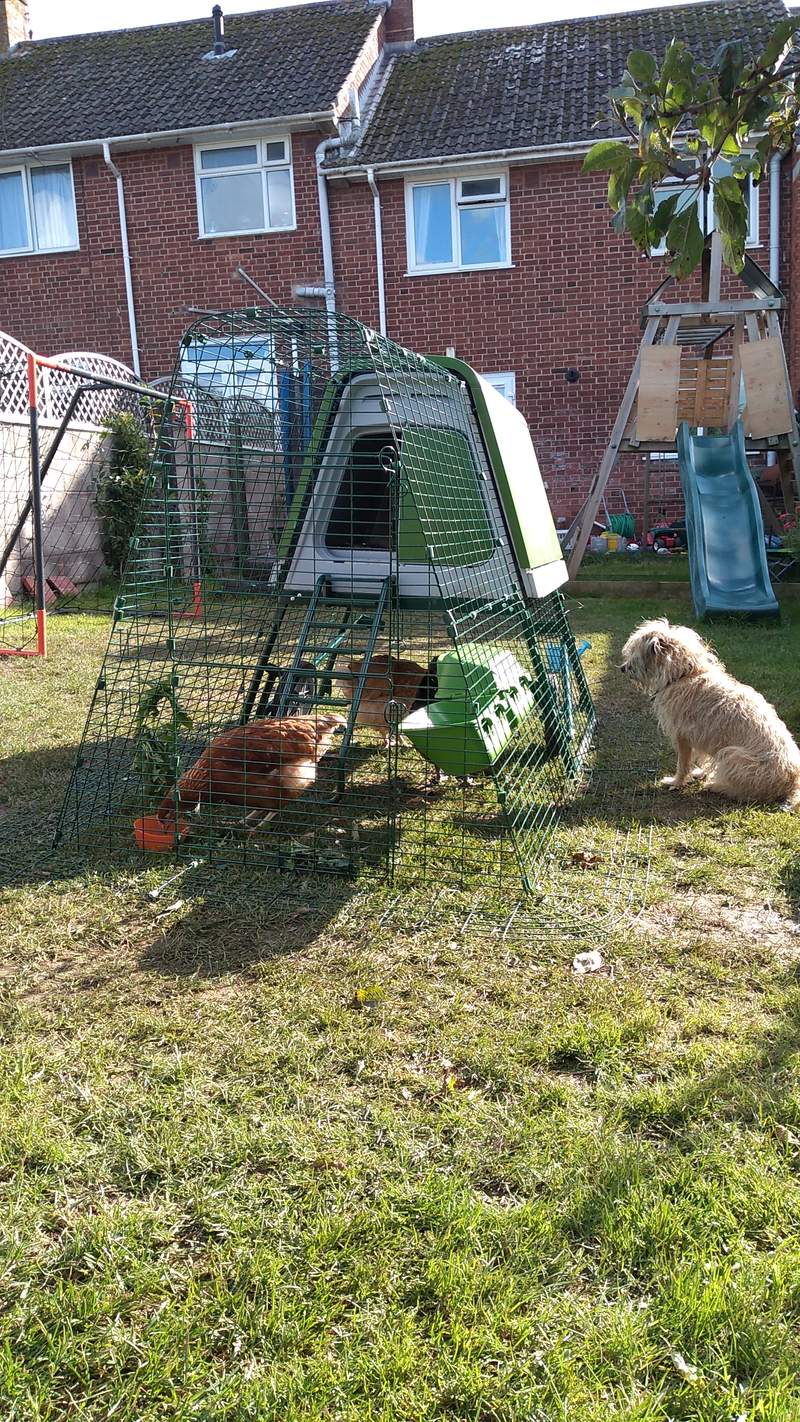 Penny the Border Terrier garde ses nouveaux poulets!