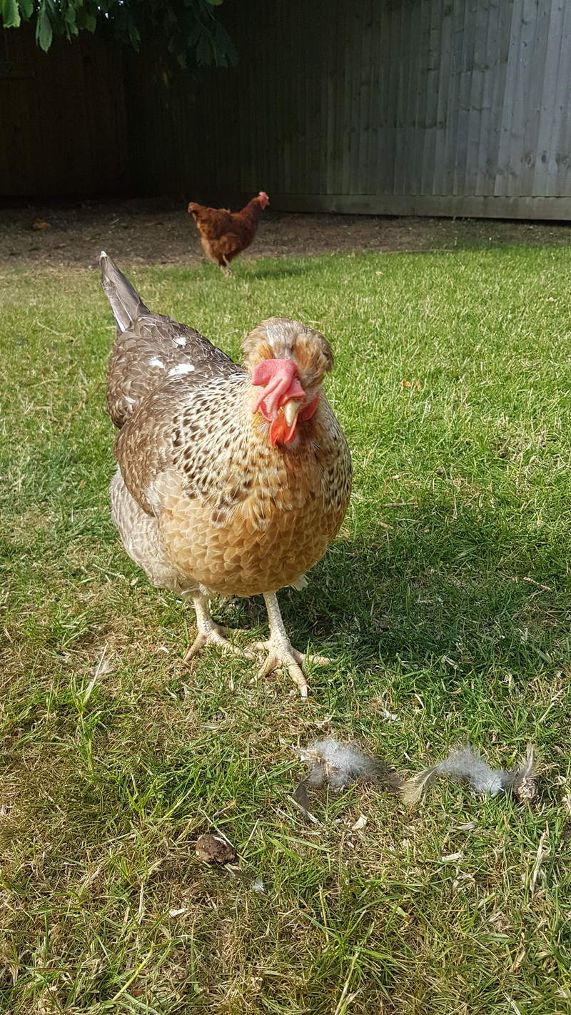 A cream legbar chicken hanging out in a garden.