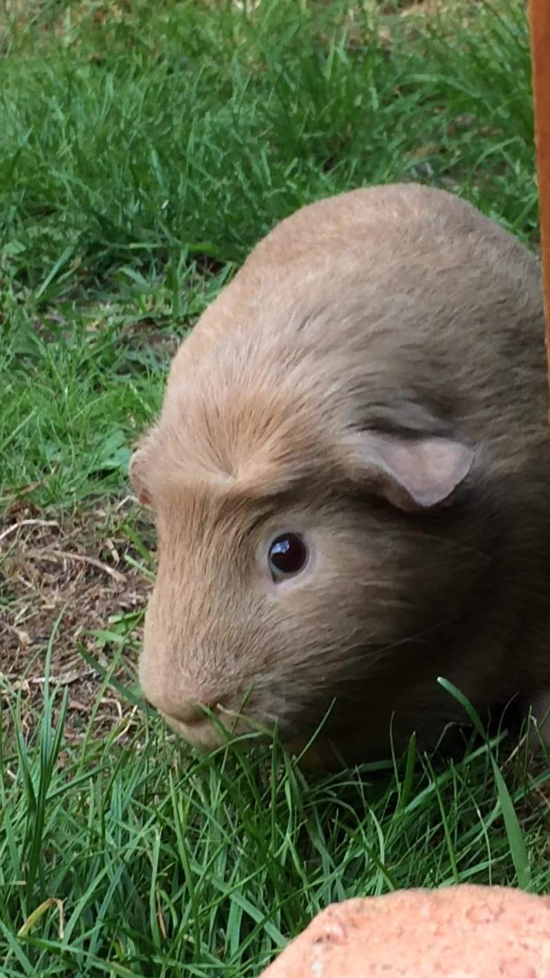 brown crested guinea pig eating grass in a garden