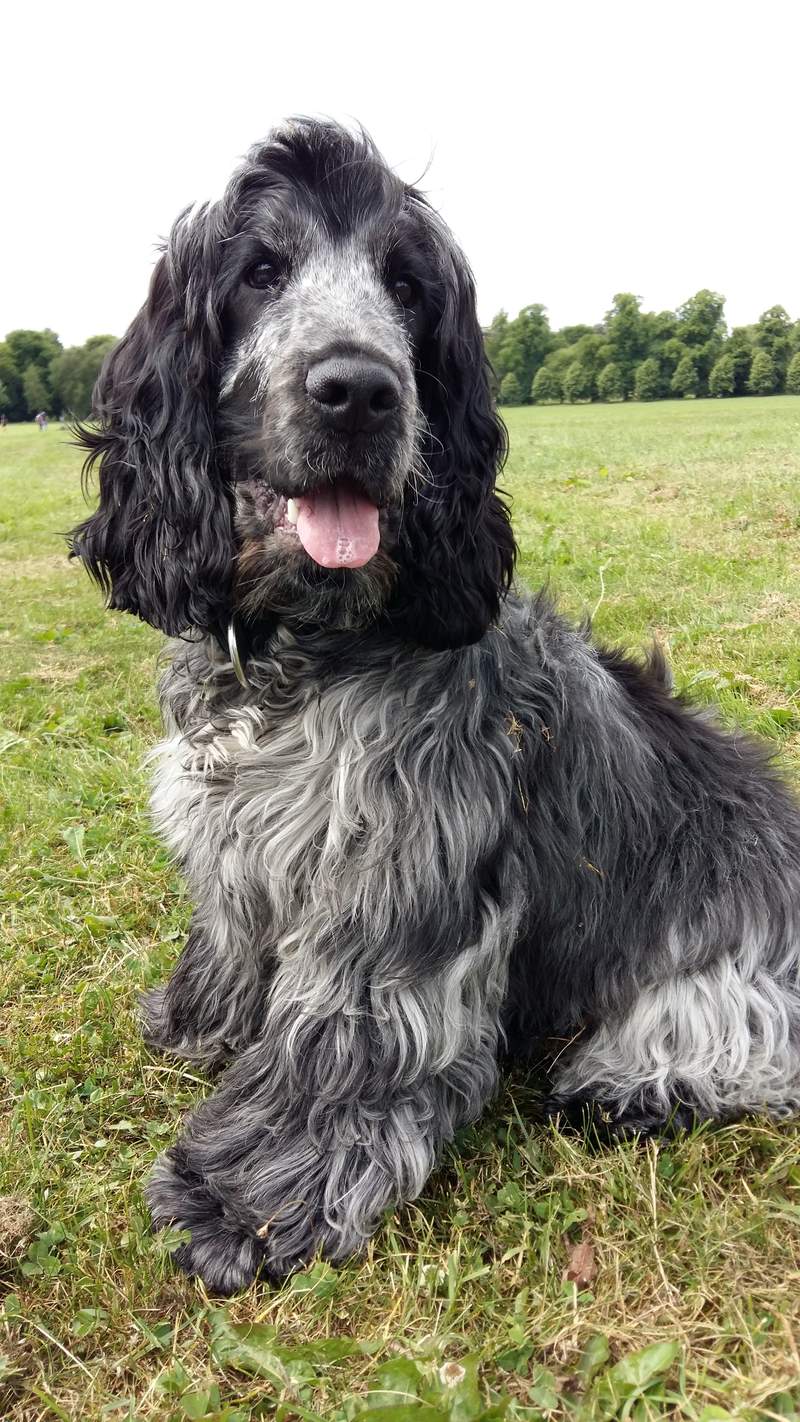 a happy panting black and grey dog in a field
