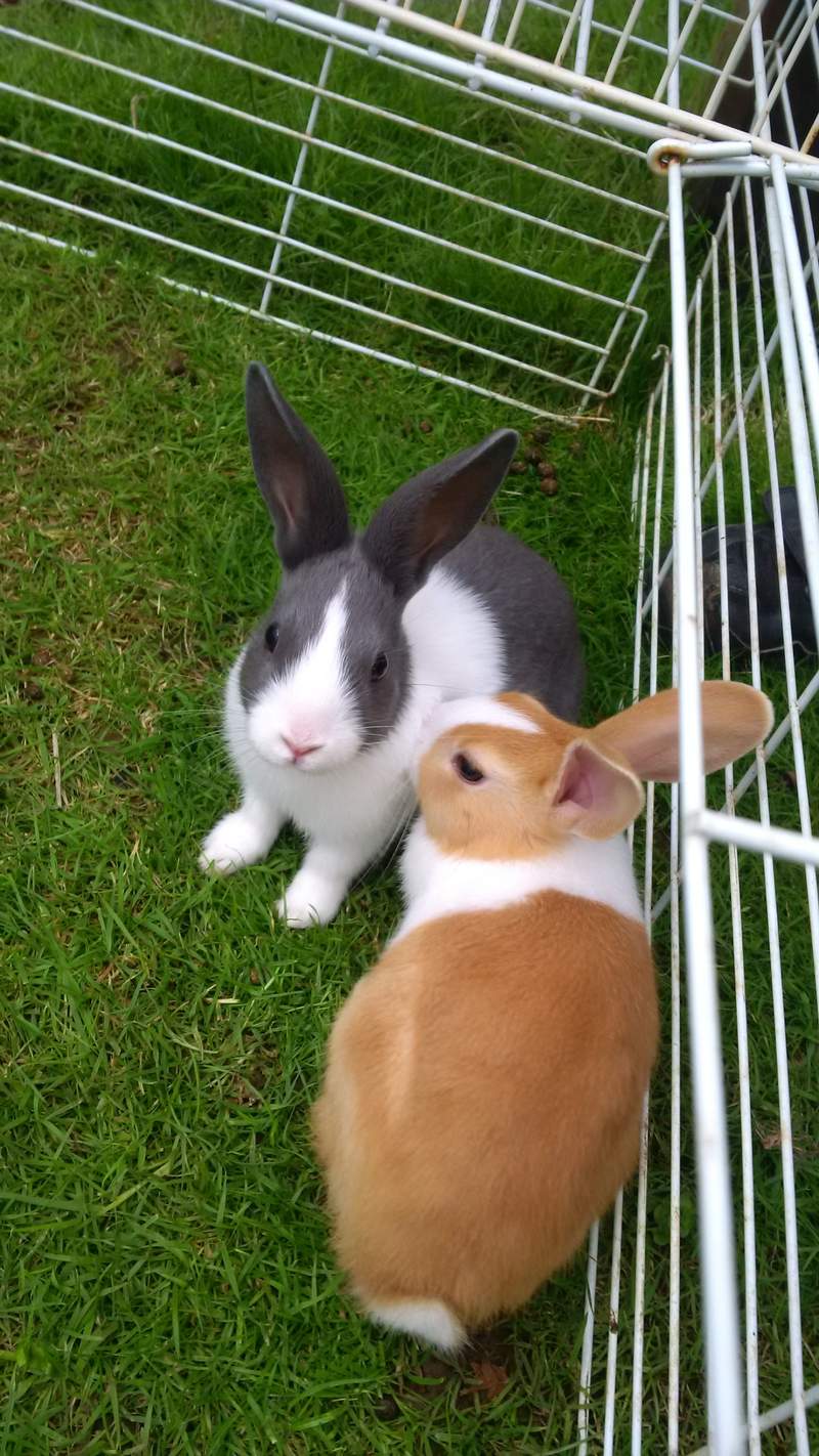 Deux lapins hollandais blancs, bruns et noirs dans un parcours pour animaux