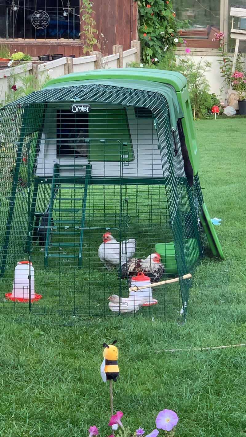 Some chickens relaxing in their coop and run
