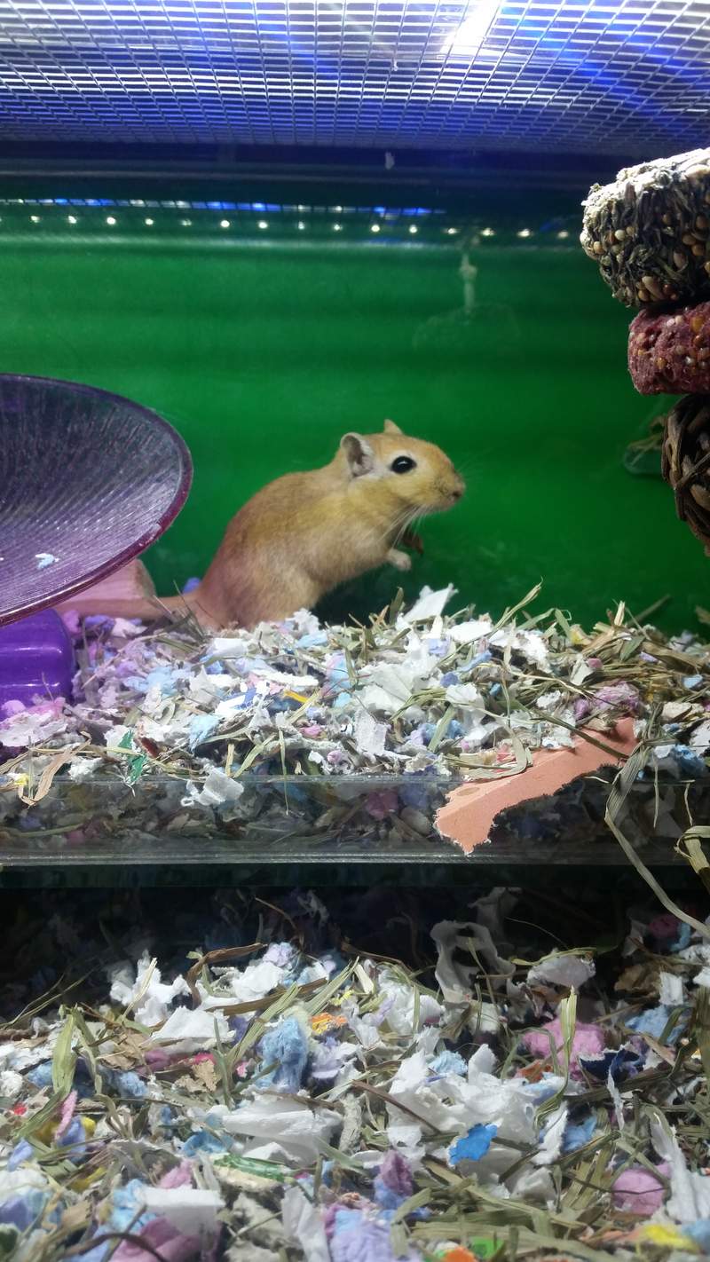 Gerbils enjoying their bedding - they love having lots of play with.