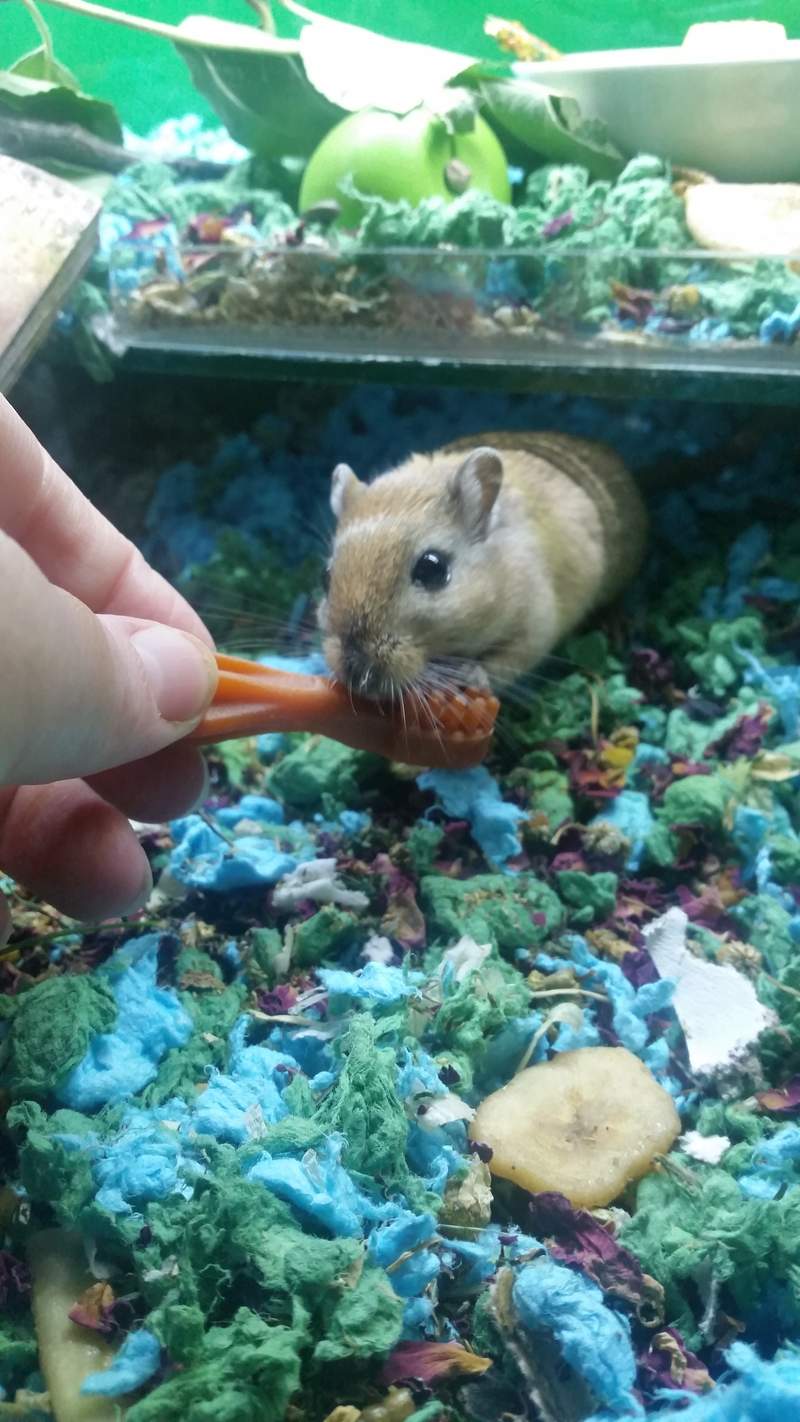 Gerbil being given treat