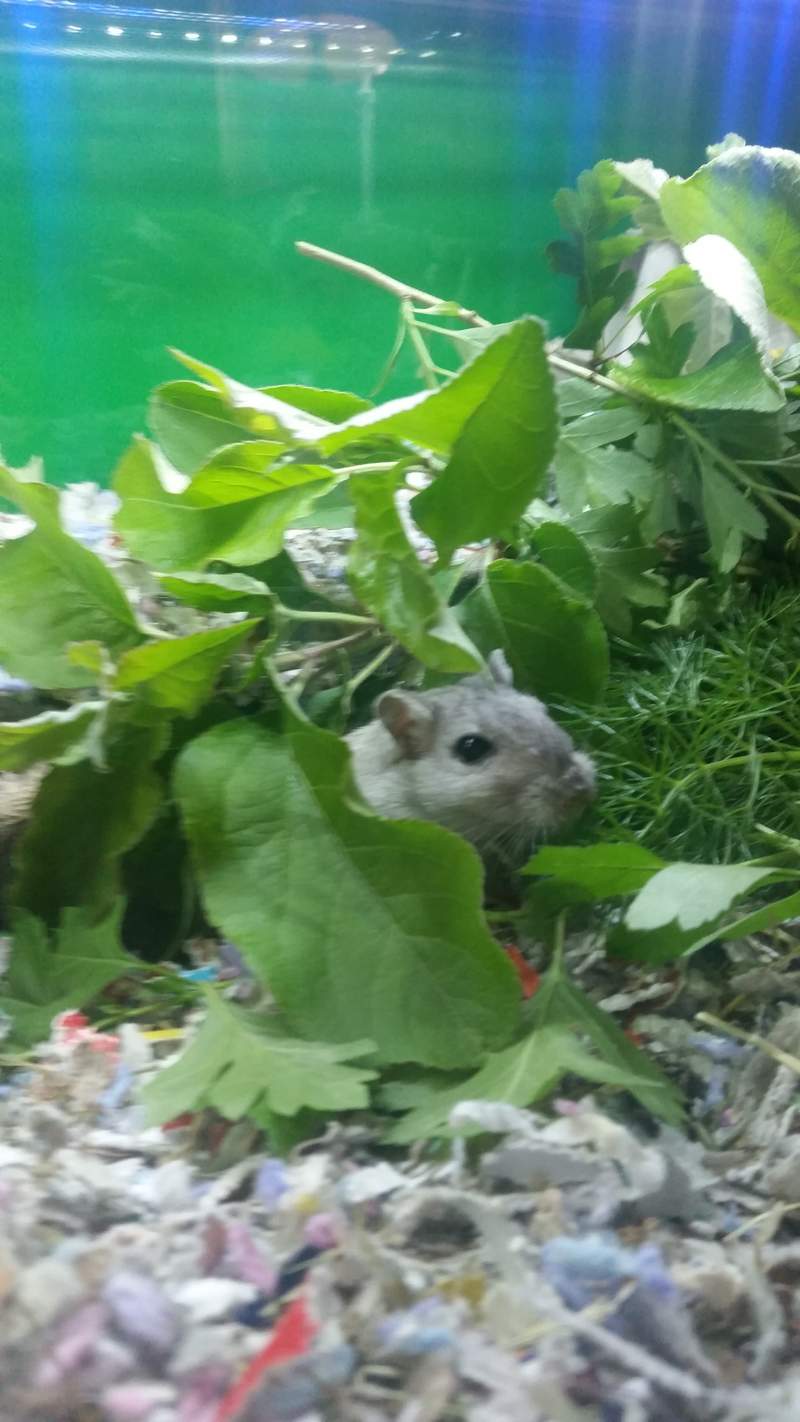 a gerbil eating in a natural forest