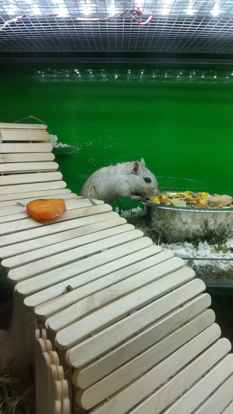 Gerbil eating food out of bowl