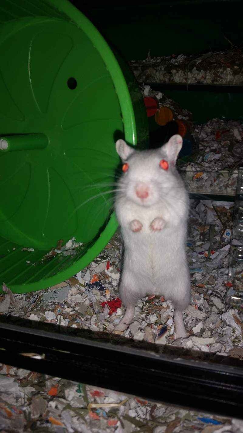 Gerbil standing on its back legs
