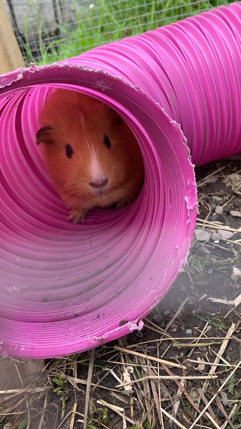 Questo è caramello! lei ama il suo tunnel e ci passa la maggior parte del suo tempo - tranne quando c'è del cibo?