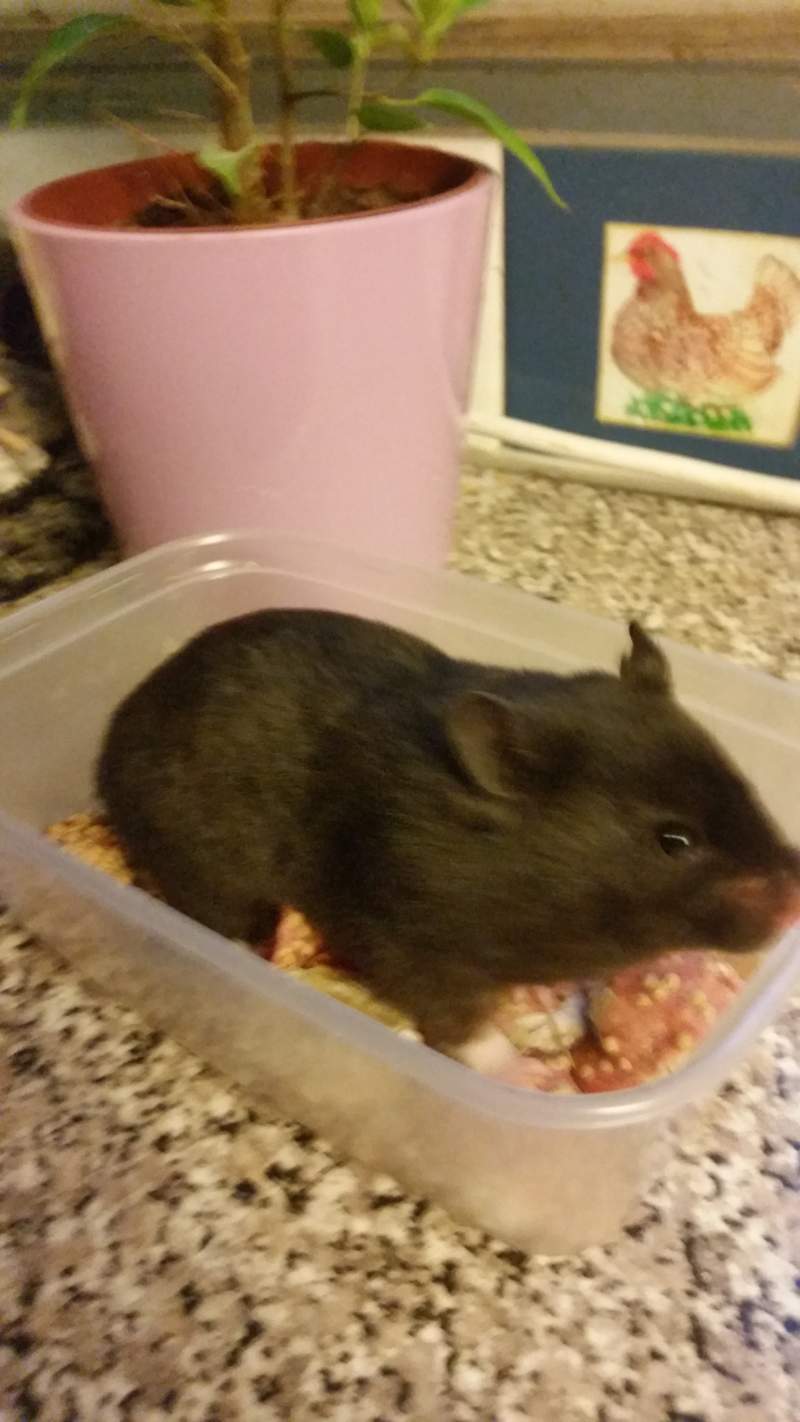 Hamster in tub