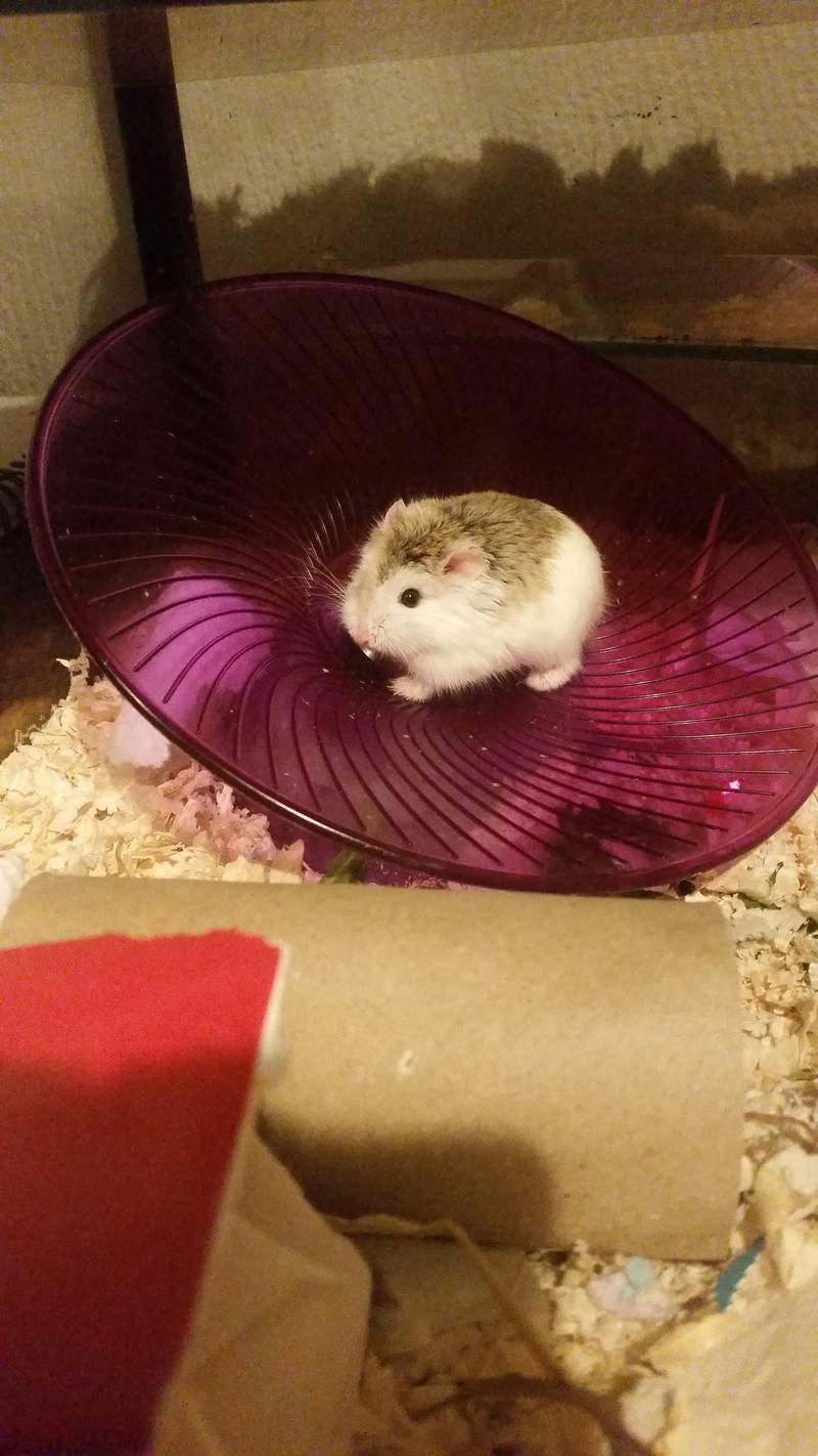Hamster on spinning wheel