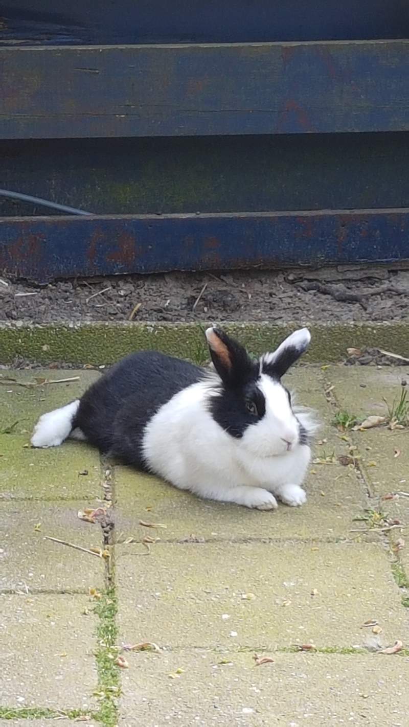 Un coniglietto bianco e nero sdraiato su un patio