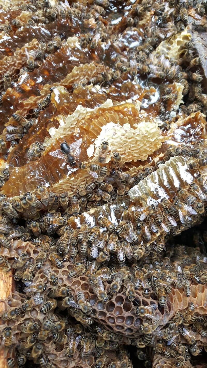 a colony of bees on a large piece of honeycomb