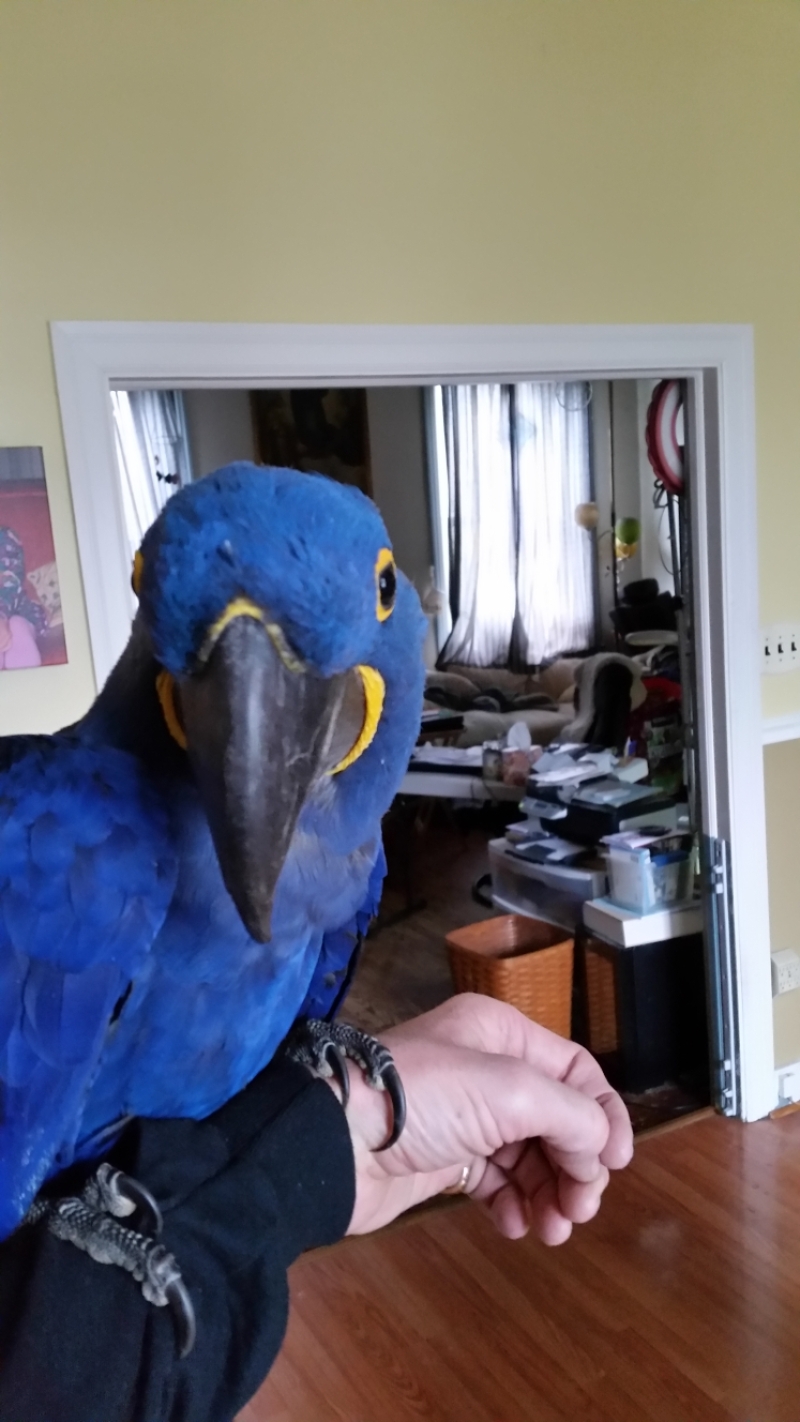 Arastotle 35 years old parrot.