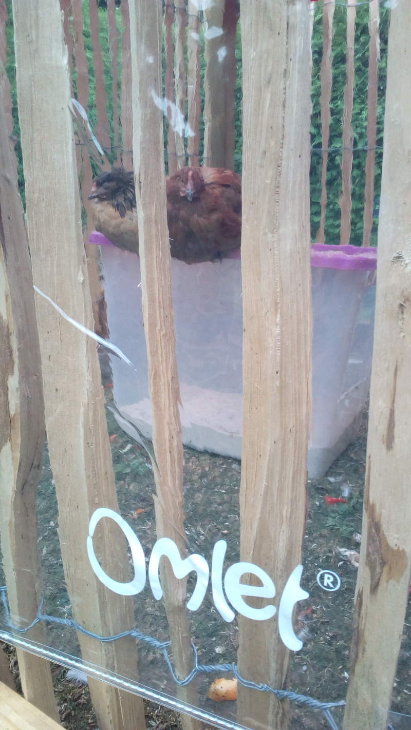 Une couverture transparente utilisée pour abriter les poulets.