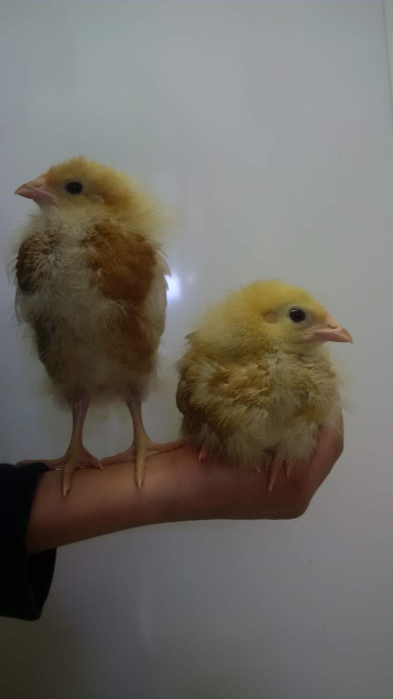 jens's chicks!!