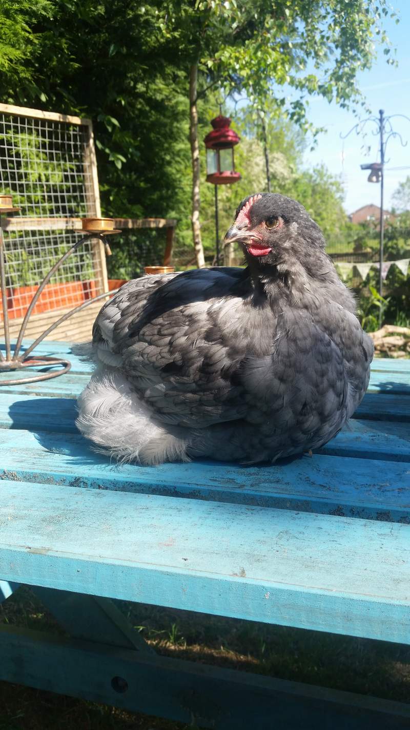 Orpington Chicken on top of Coop