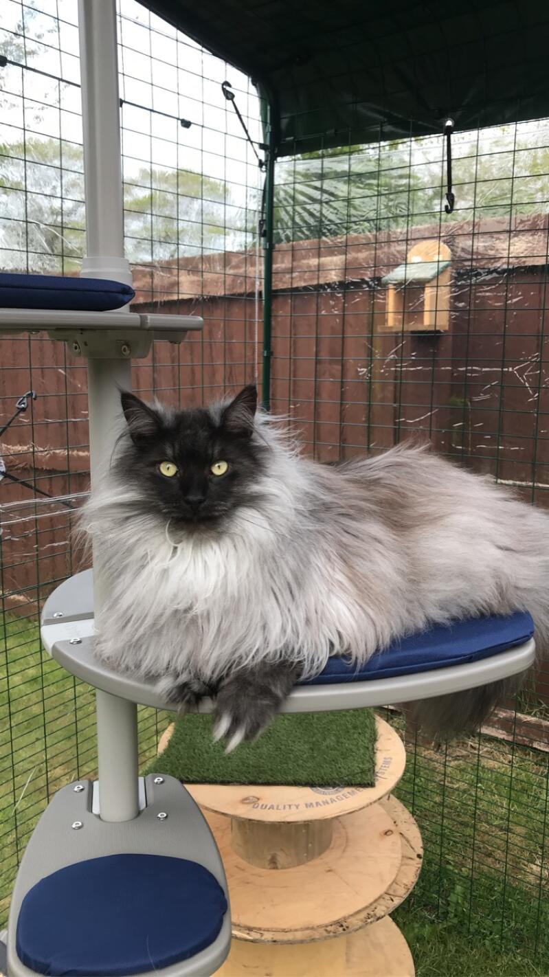 A majestic cat on the platform of his outdoor cat tree