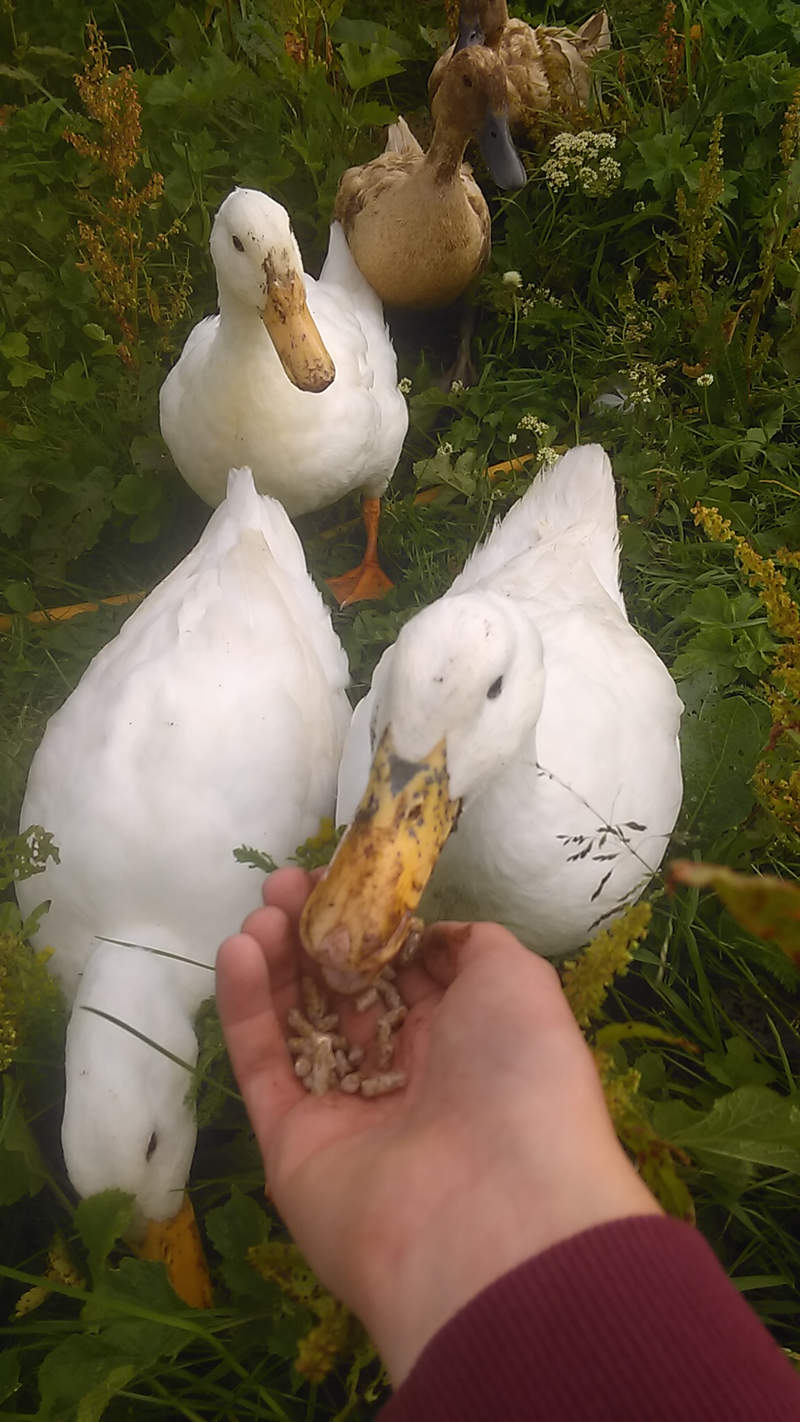 Hungry ducks