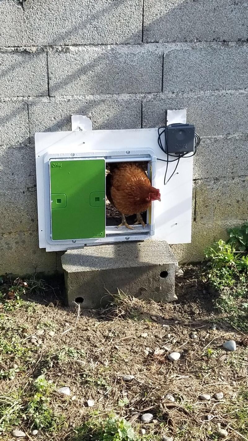Omlet puerta automática verde para gallinero unida al gallinero con el pollo en la puerta