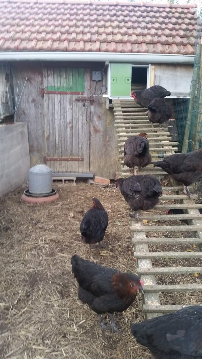 black hens on a ramp up to an autodoor in a chicken coop
