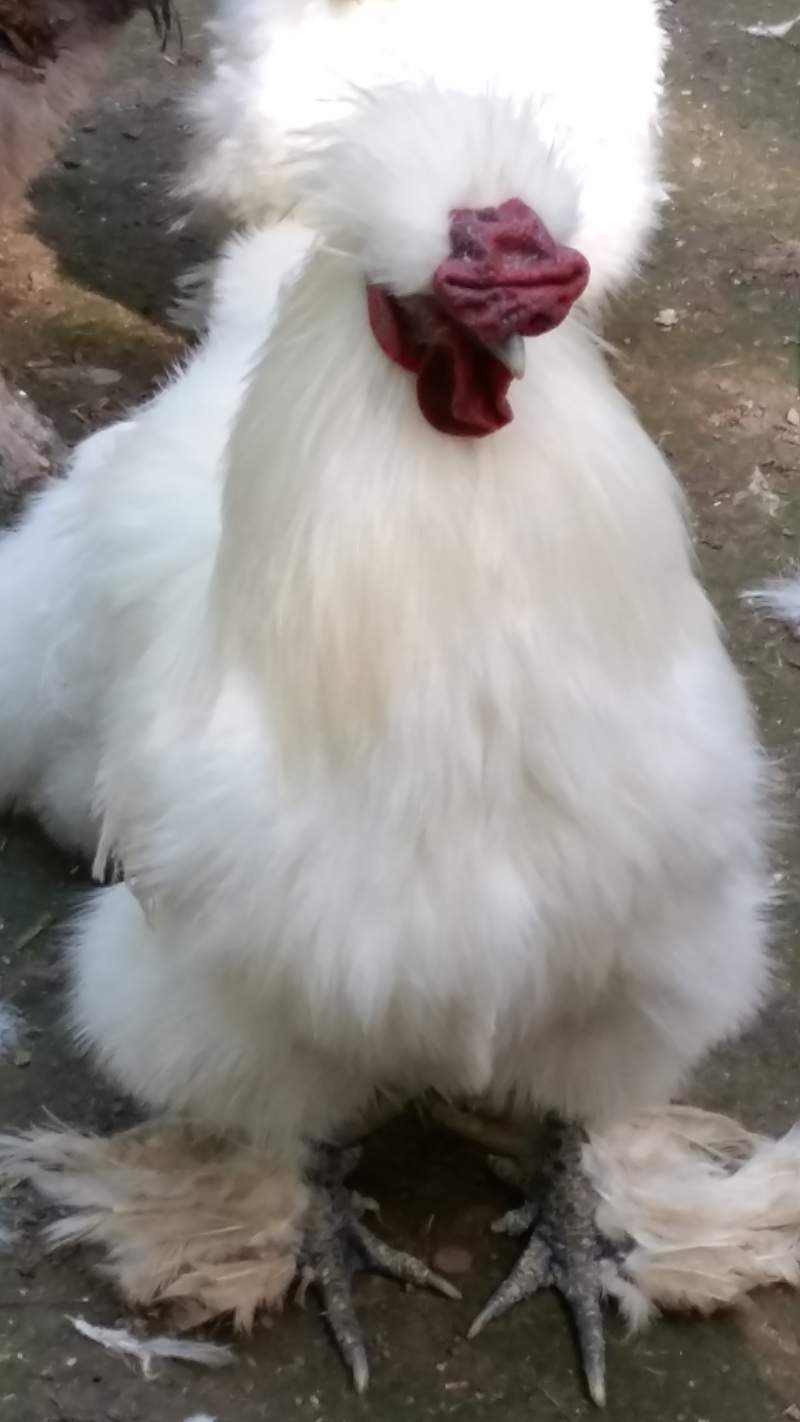 Un pollo blanco y esponjoso