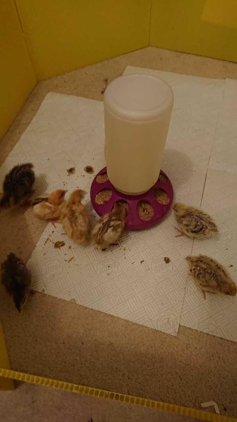 lots of small quails eating in a cardboard box
