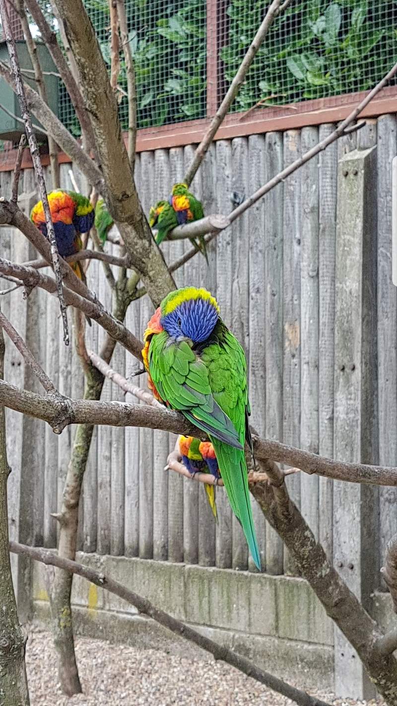 rainbow parrots perched on branches