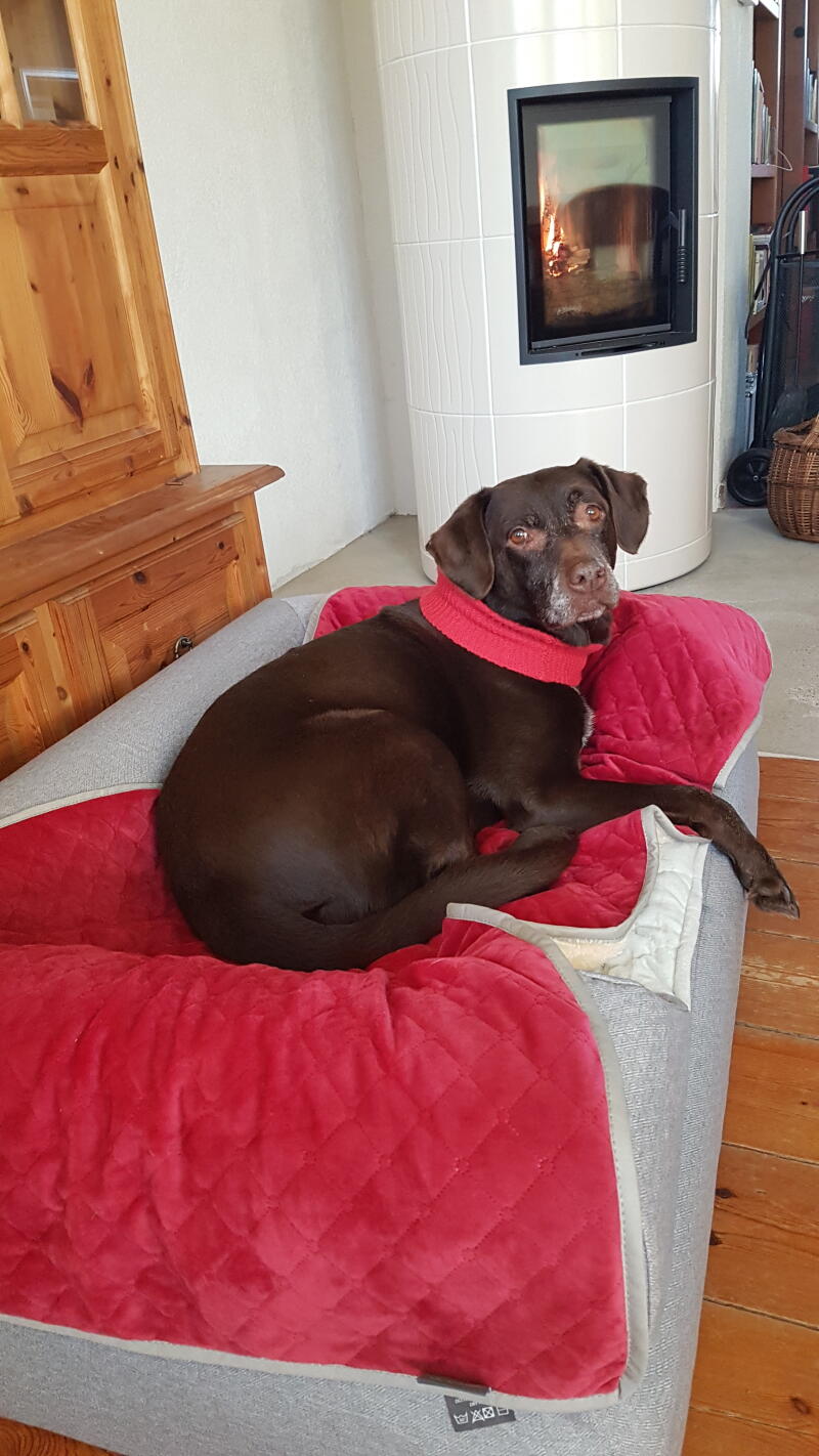 A dog enjoying the comfort of his grey bed and blanket