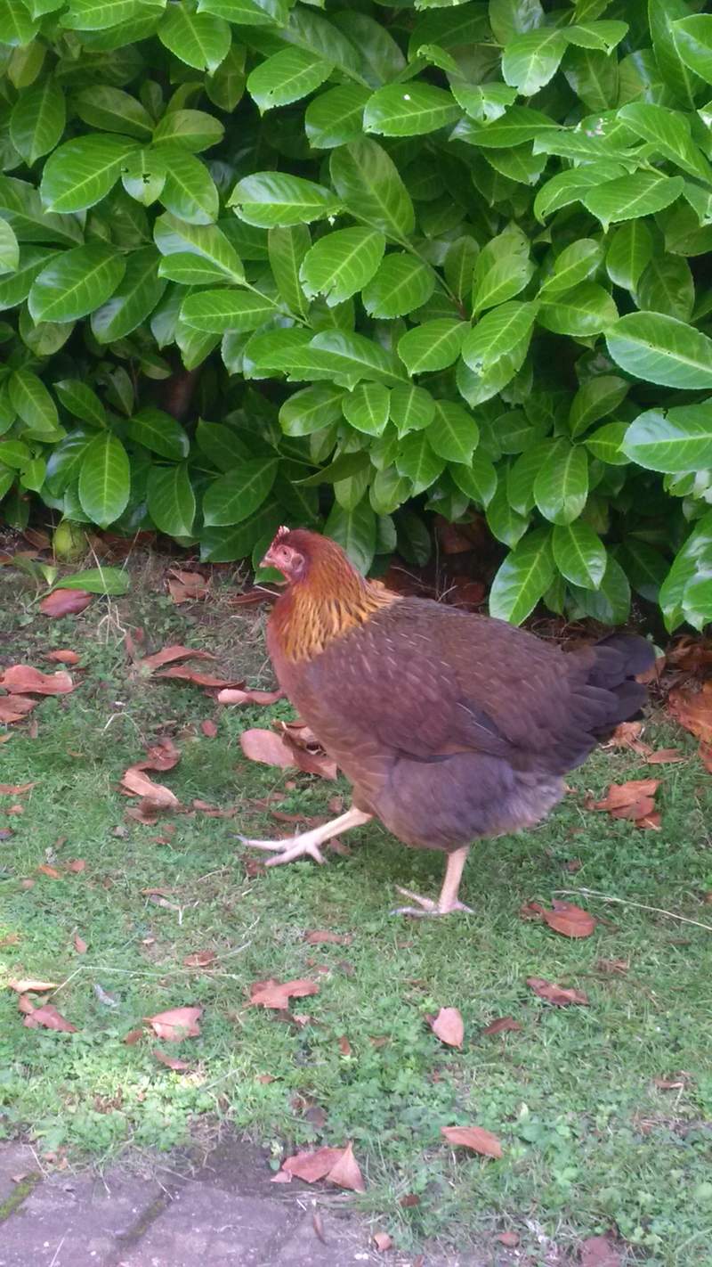 Brązowo-pomarańczowy kurczak w ogrodzie