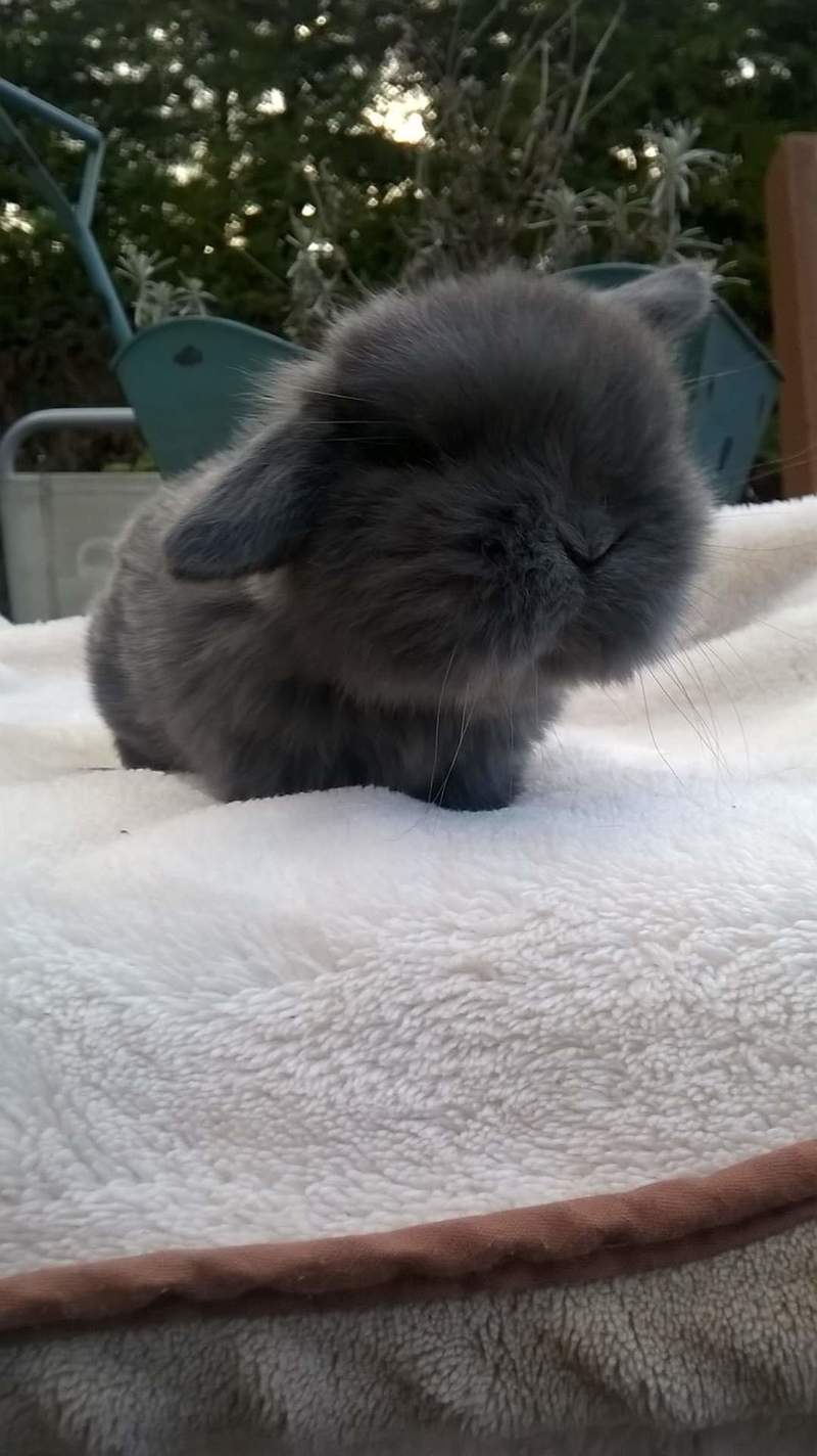 Mini Lop Rabbit