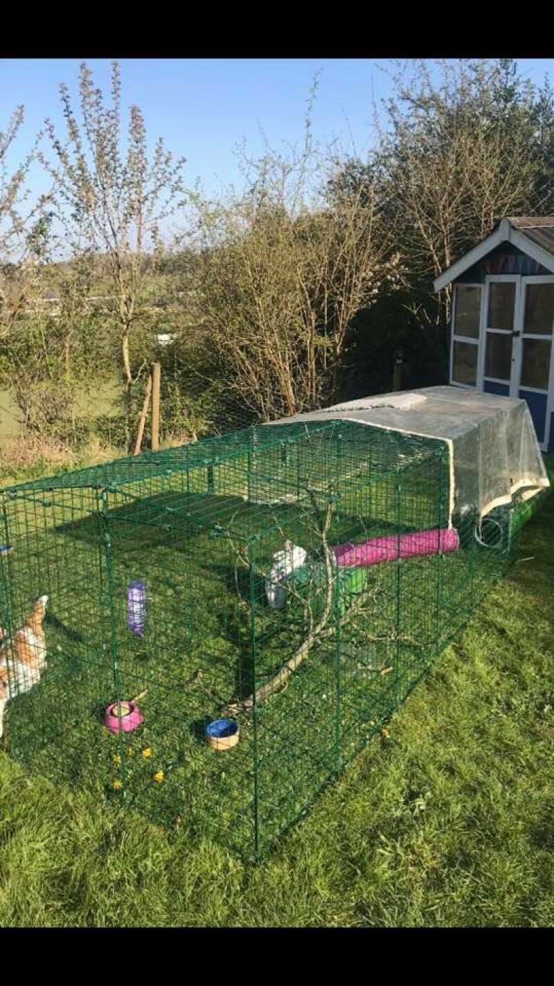 Długi wybieg dla królików w ogrodzie