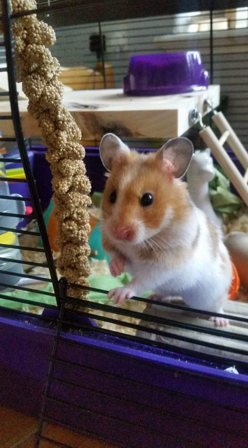 Hamster peeking out of cage door